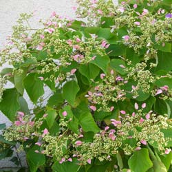 Hortensia trepadora 'Rose Sensation'